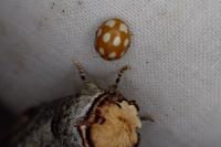 Calvia decemguttata