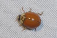 Harmonia axyridis