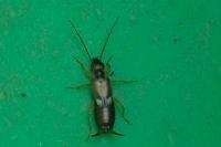 Forficula auricularia