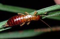 Forficula lesnei