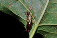 Forficula auricularia