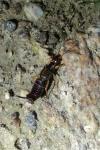 Forficula auricularia