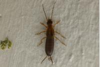 Forficula auricularia
