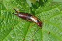 Forficula auricularia