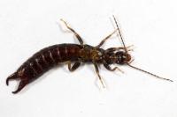 Euborellia moesta