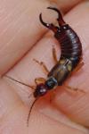 Forficula auricularia
