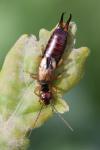 Forficula auricularia