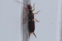 Forficula auricularia