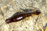 Euborellia annulipes