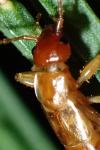 Forficula lesnei