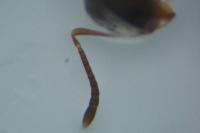 Plagiolepis pyrenaica