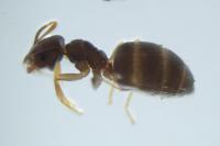 Plagiolepis pyrenaica