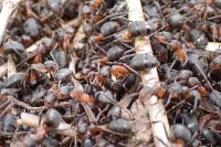 Formica pratensis