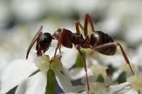 Formica cunicularia