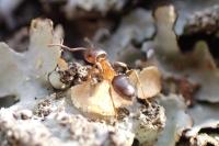 Lasius brunneus