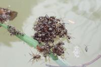Formica cunicularia