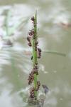 Lasius niger