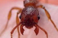 Myrmica specioides