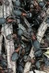 Formica pratensis
