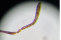 Plagiolepis pyrenaica
