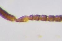 Plagiolepis pyrenaica