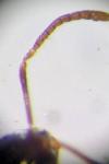 Plagiolepis pyrenaica