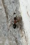 Lasius emarginatus