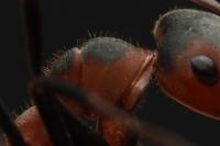 Formica pratensis