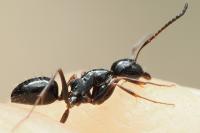 Camponotus piceus