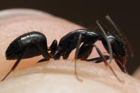 Camponotus aethiops