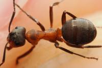 Formica rufa