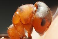 Formica rufa