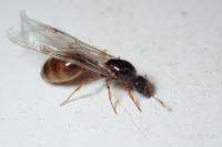 Solenopsis fugax