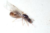 Solenopsis fugax
