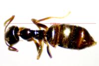 Plagiolepis schmitzii