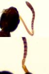 Plagiolepis schmitzii