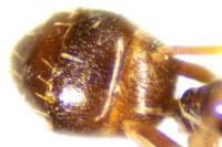 Plagiolepis schmitzii