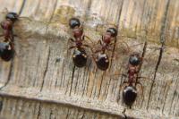 Dolichoderus quadripunctatus