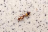 Temnothorax unifasciatus