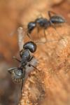 Camponotus vagus