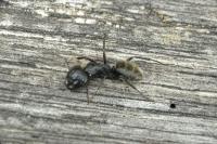 Camponotus vagus