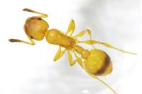 Temnothorax unifasciatus