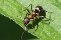 Formica rufibarbis