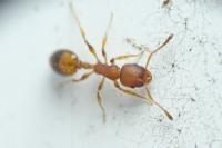 Temnothorax unifasciatus