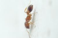 Temnothorax unifasciatus