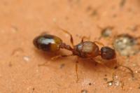 Temnothorax unifasciatus
