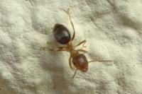 Lasius brunneus