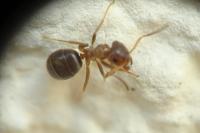 Lasius brunneus