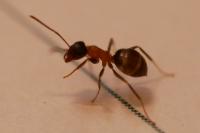 Lasius emarginatus