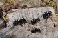 Camponotus vagus
